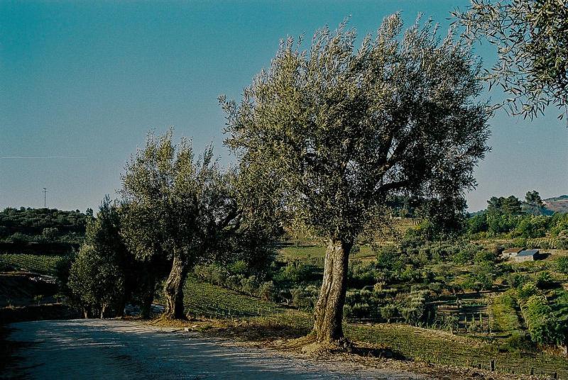 Hotel Rural Casa Dos Viscondes Da Varzea Lamego Zewnętrze zdjęcie